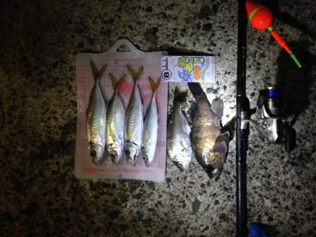 24cm~26cmのアジがHIT！！